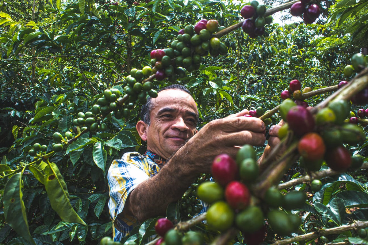 Caficultor cosechando cerezas de café maduras